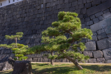 Obraz premium Osaka Castle and it's gardens, is one of Japan's most famous and beautiful landmarks