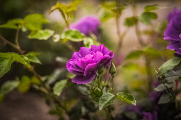 Fototapeta premium Purple rose in the garden