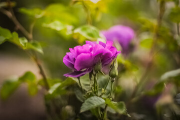 Fototapeta premium Purple rose in the garden
