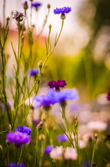 Obraz premium purple flowers in the garden