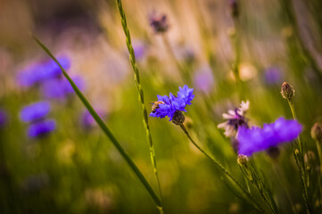 purple flowers in the garden