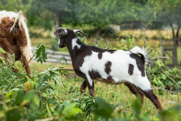 goats in the green grass meadow.