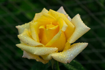 Yellow rose with dew drops, grade Cyrano de Bergerac.