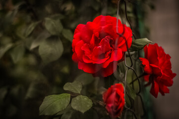 red rose in the garden
