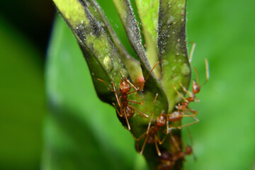 Weaver ants or green ants. Weaver ants live in trees