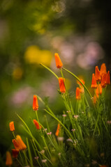 poppy flowers in field