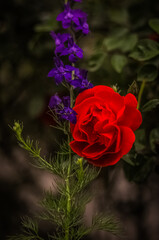 red rose in the garden