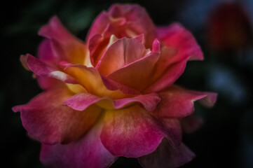 Fototapeta na wymiar red and yellow rose