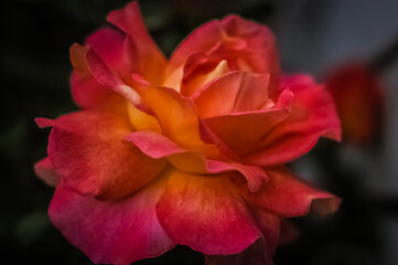 red and yellow rose