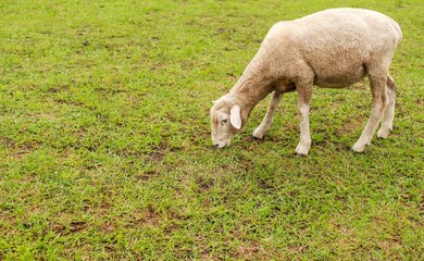 Single white sheep with short fur on a green lawn eating grass. Taken at farm in Chiba, Japan. Concept for organic farming.