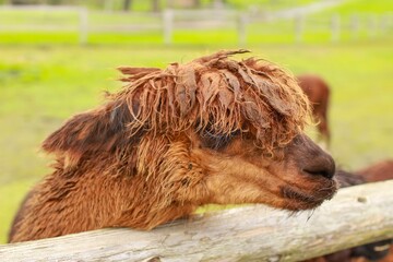 Close up of a brown alpaca stretching its head over a fence asking for food, taken at a farm in...