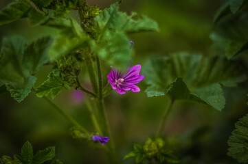 purple flower in the garden