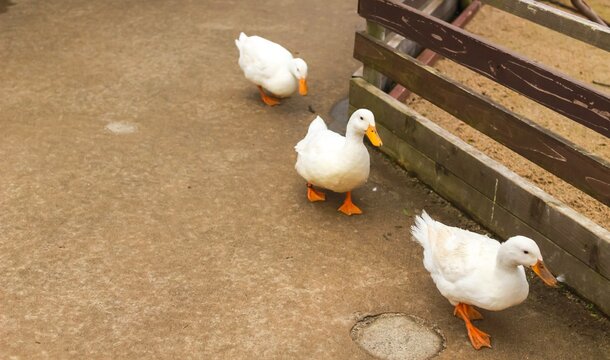 3 White Ducks Walking In A Row In A Petting Zoo