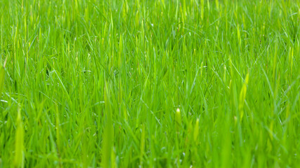Green grass Background. Summer natural botanic texture