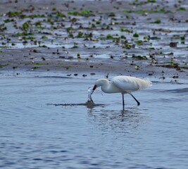 White heron in water
