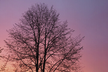 Fototapeta na wymiar The silhouette of a large tree against the sunset sky. A calm and beautiful scene.