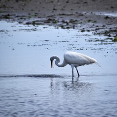 White heron in water