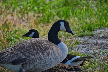 Canada goose family