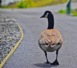 goose on the street © Edymar