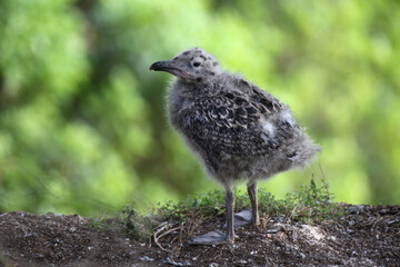seagulls nest