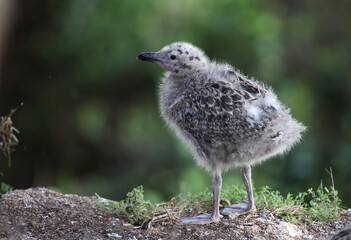 seagulls nest