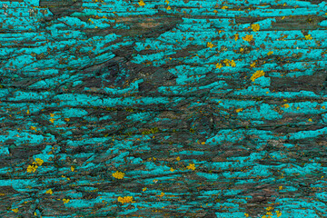 Old blackboard with cracked turquoise paint and yellow fungus. contrasting fabulous texture