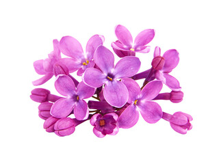Pink  lilac flowers isolated on white