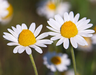 Obraz premium White chamomile flowers