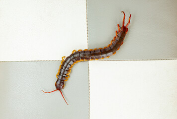 The centipede is a poisonous animal