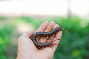 The centipede is a poisonous animal on someone's hand.