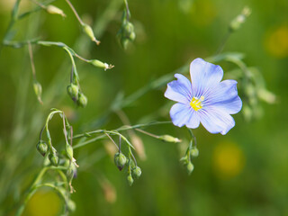 Blue flax flowers or lint, Linum perenne