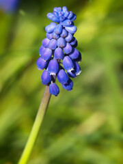 Spring blue flower of grape hyacinth, Muscari