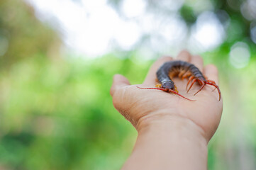 The centipede is a poisonous animal on someone's hand.