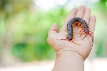 The centipede is a poisonous animal on someone's hand.