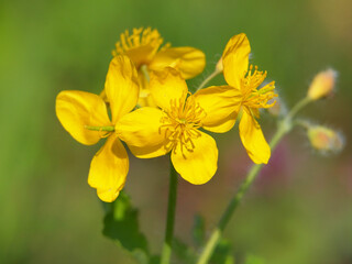 Yellow flowers of Greater celandine, Chelidonium majus