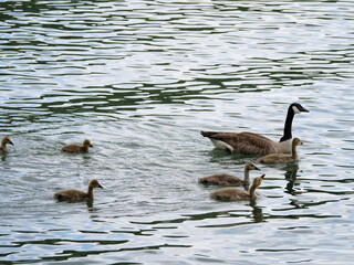 Canada Geese with flock to be protected