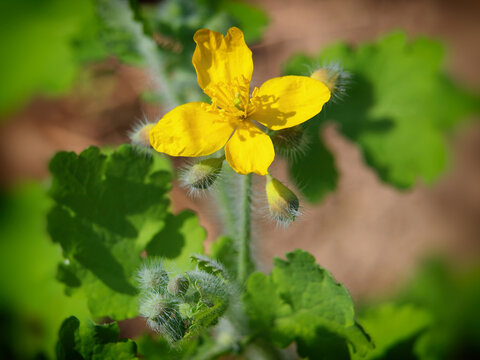 Yellow flower of Greater celandine, Chelidonium majus	