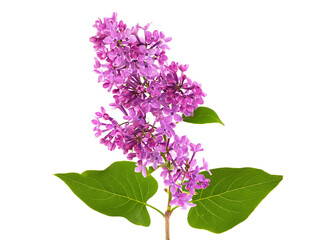 Branch of blooming lilac isolated on white