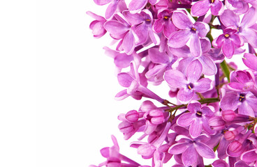 Fototapeta na wymiar Purple pink floral background of blooming lilac and blank space 