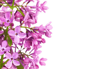 Naklejka na ściany i meble Purple pink floral background of blooming lilac and blank space 