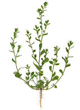 Knotgrass isolated on white background, Polygonum aviculare