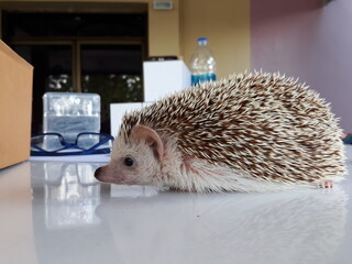 hedgehog