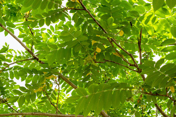 初夏のオニグルミの実　麻機遊水地　静岡市