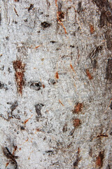 texture of natural wood a streaked with