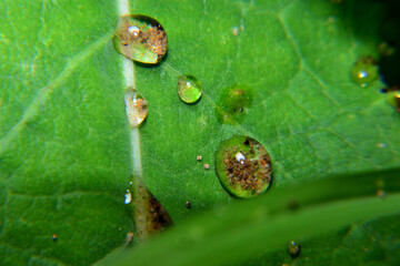 raindrops at the tip of leaf