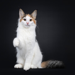 Cute young Norwegian Forestcat cat, sitting facing front. Looking straight at lens. Fluffy tail beside body and one paw playful in air. Isolated on black background.
