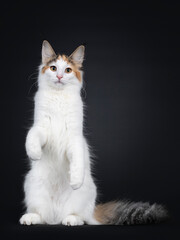 Cute young Norwegian Forestcat cat, sitting facing front on hind paws like meerkat. Looking straight at lens. Fluffy tail beside body. Isolated on black background.