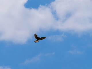 hawk flying mid-air with spread wings