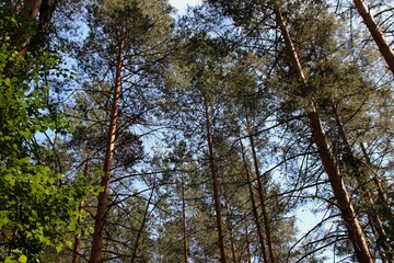 Obraz na płótnie Canvas photo of a dense Russian forest
