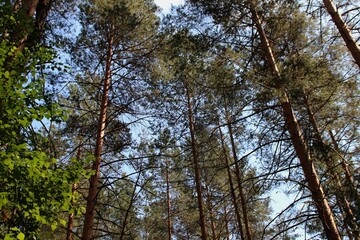 photo of a dense Russian forest